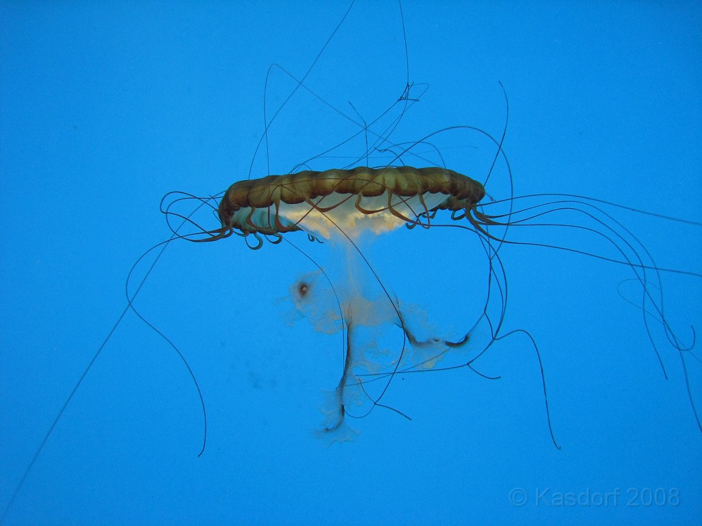 Baltimore MD 2009 1170.jpg - A 4th of July trip to Washington DC in 2009 included a stop in Baltimore MD to see the National Aquarium.